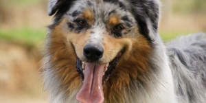 teaser hund OLZE